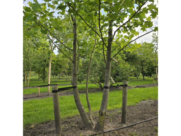 Platan javorolistý, rozvetvený, výška 180-250 cm, kvetináč 18 l