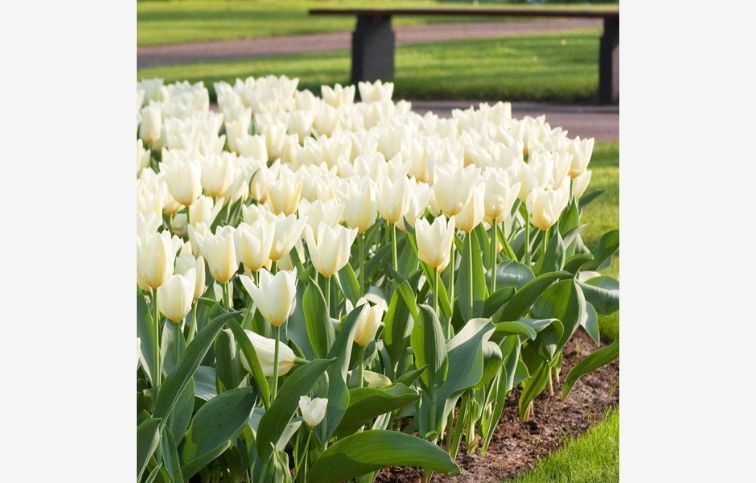 Tulipán Purissima 7 ks v balení