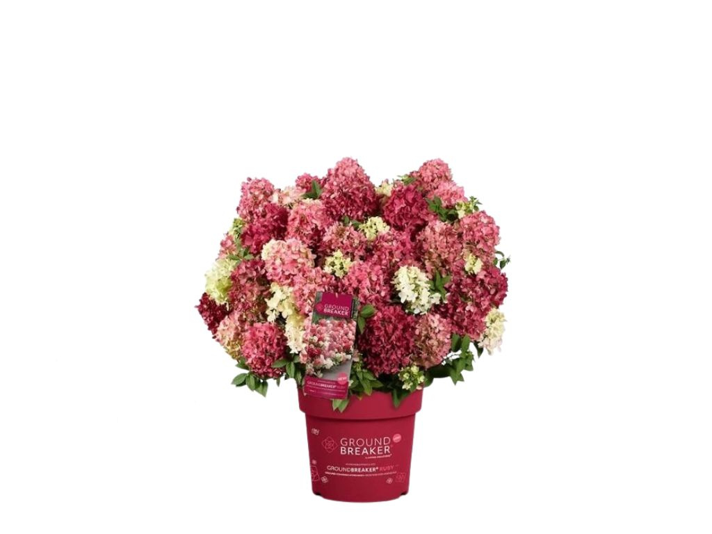 Hortenzia metlinatá Groundbreaker Ruby, výška 20 cm, kvetináč 14 cm