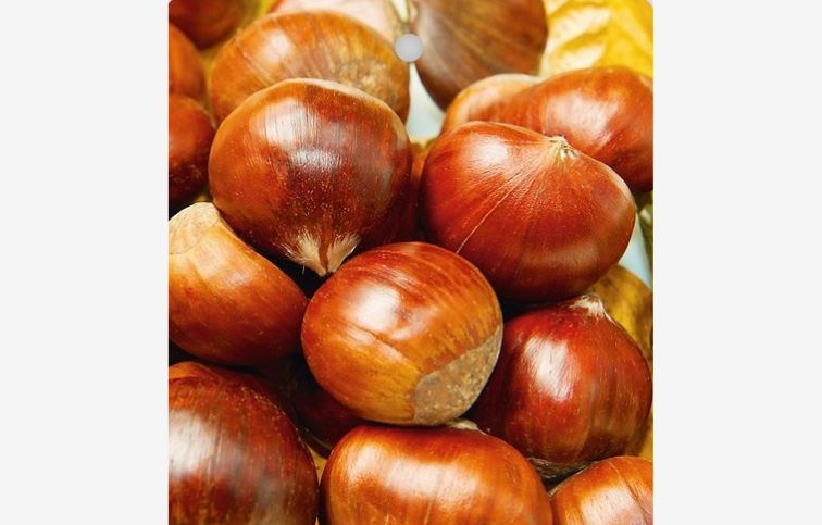 Gaštan jedlý Volou, semenáč, 130-150 cm, kont. 6 l