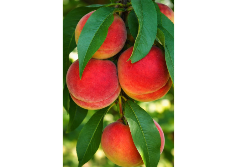 Broskyňa Velvet, podpník Rakonieviczká, voľnok.