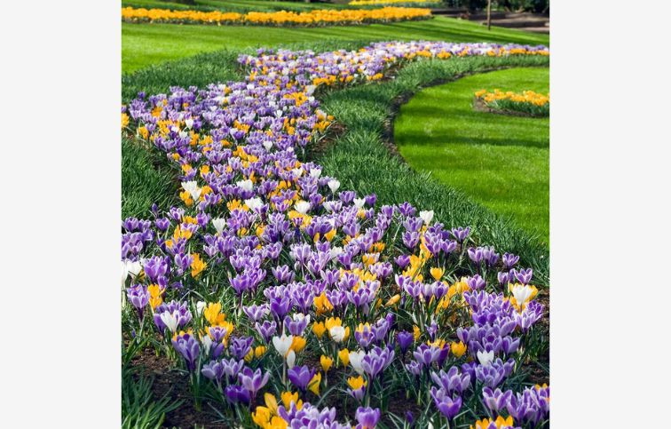 Krokus mix 70 ks v balení