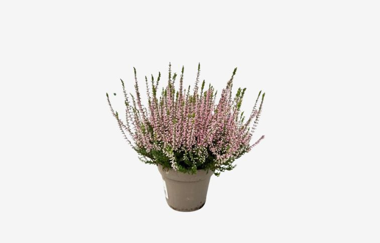 Vres Garden Girls ružový, kont. p13