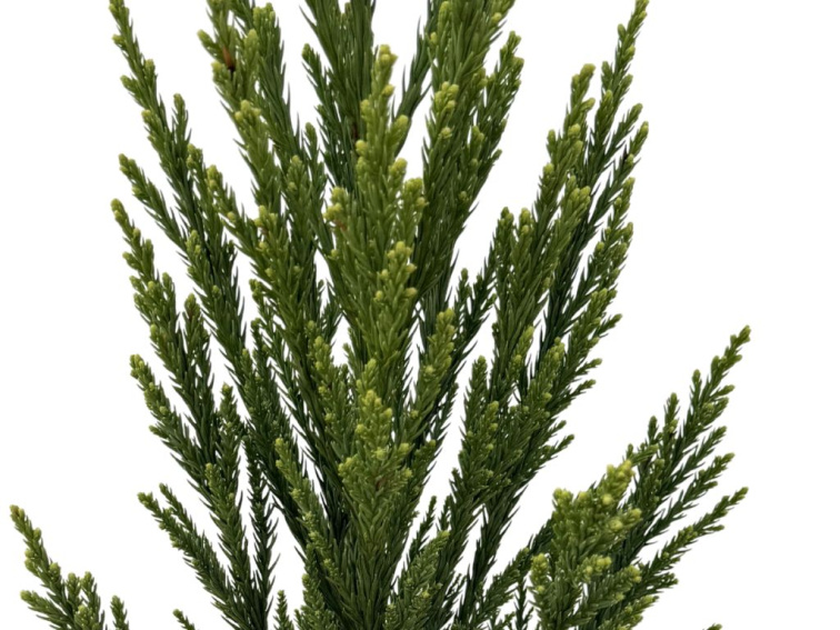 Kryptoméria japonská Lobbii, výška 70-90 cm, kvetináč 23 cm