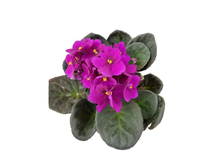 Africká fialka Red 20 cm, kont. 12 cm