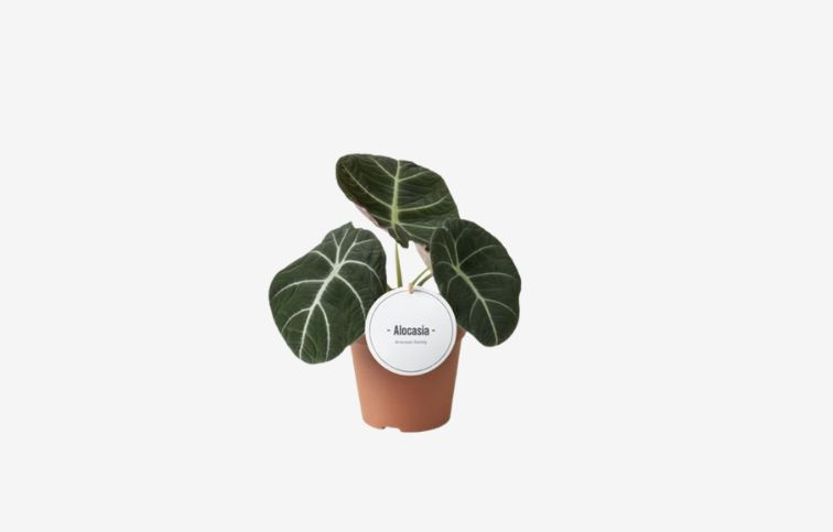 Alokázia Black Velvet cca 20 cm - Alocasia, kont. p11