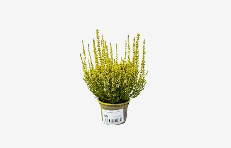 Vres Picasso farbený žltý, kont. p9,5