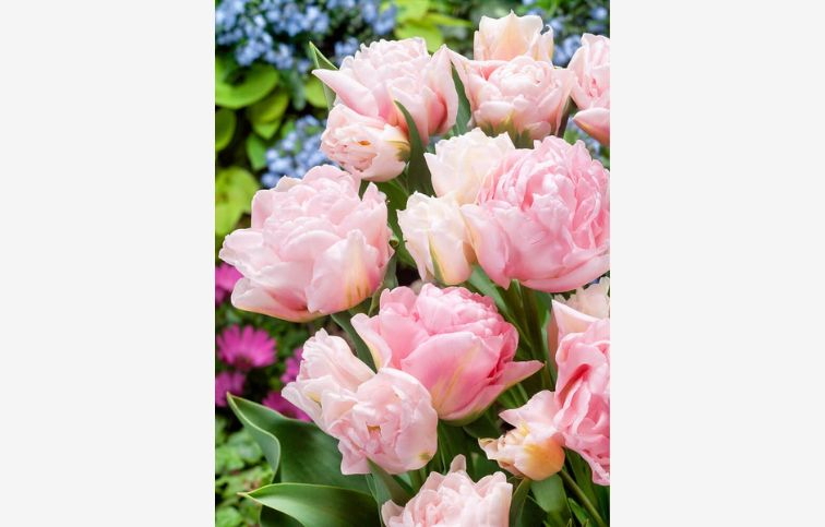 Tulipán Dreamer 5 ks v balení