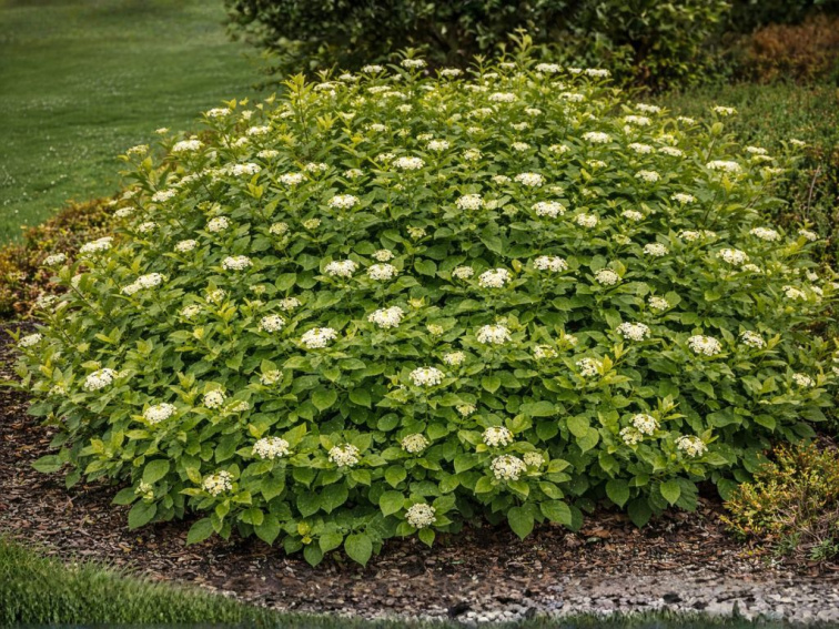 Drieň výbežkatý Flaviramea, výška 30-40 cm, kvetináč 14 cm