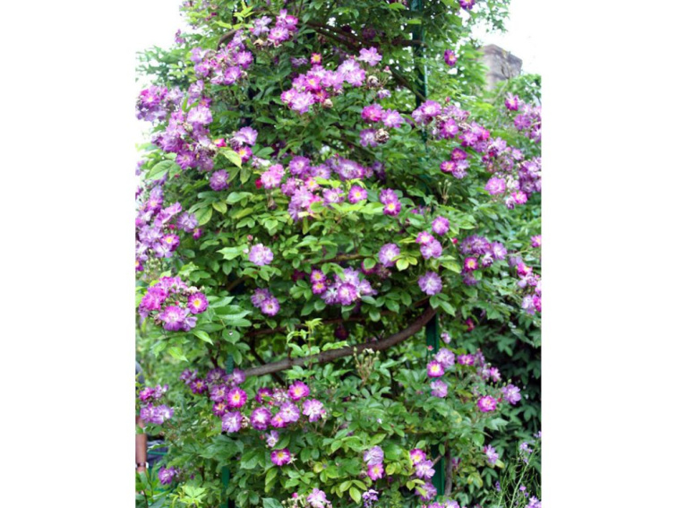 Ruža popínavá Veilchenblau, výška 50-60 cm, kvetináč 17 cm