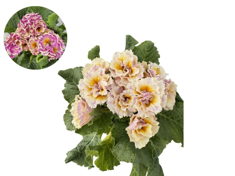 Prvosienka Rubens Antique Rose, kont. 11 cm