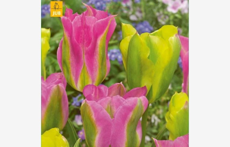 Tulipán Strawberry Lemonade 12 ks v balení