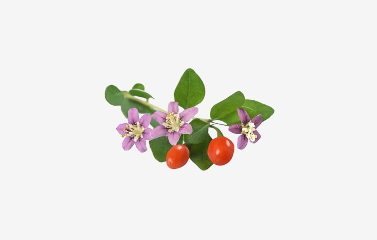 Kustovnica čínska Super Success - Goji 30-50cm, kont. 2 l