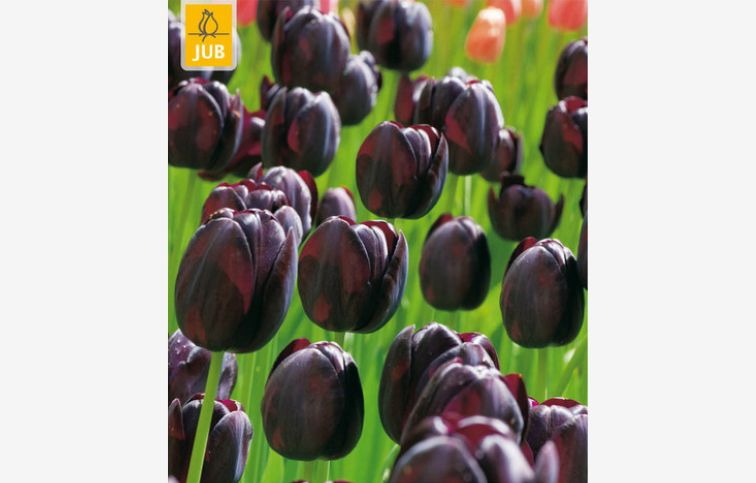 Tulipán Triumph Black 12 ks v balení