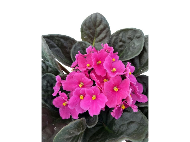 Africká fialka Pink 20 cm, kont. 12 cm