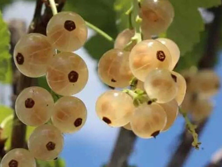 Ríbezľa kríková Werdavia, výška 30-40 cm, kvetináč 17 cm