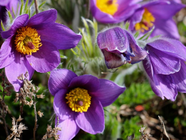 Poniklec obyčajný Pinwheel Blue Violet