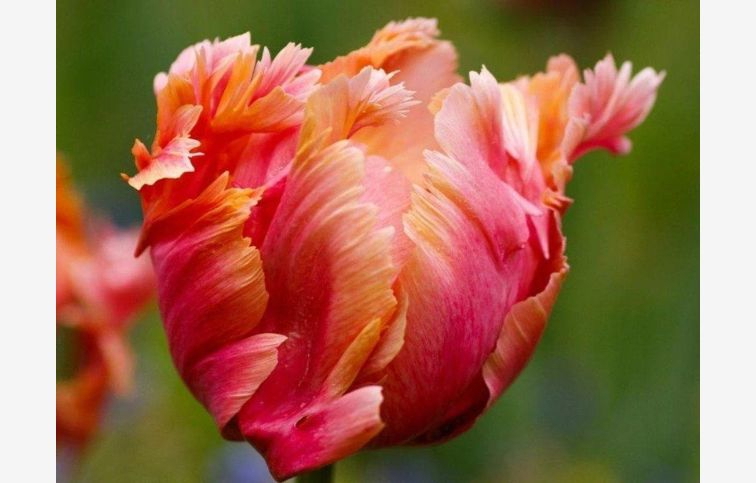 Tulipán Amazing Parrot 7 ks v balení