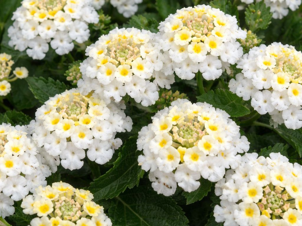 Lantana cam Havana White, kvetináč 12 cm