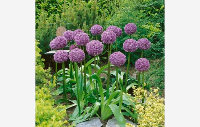 Okrasný cesnak Globemaster 1 ks v balení