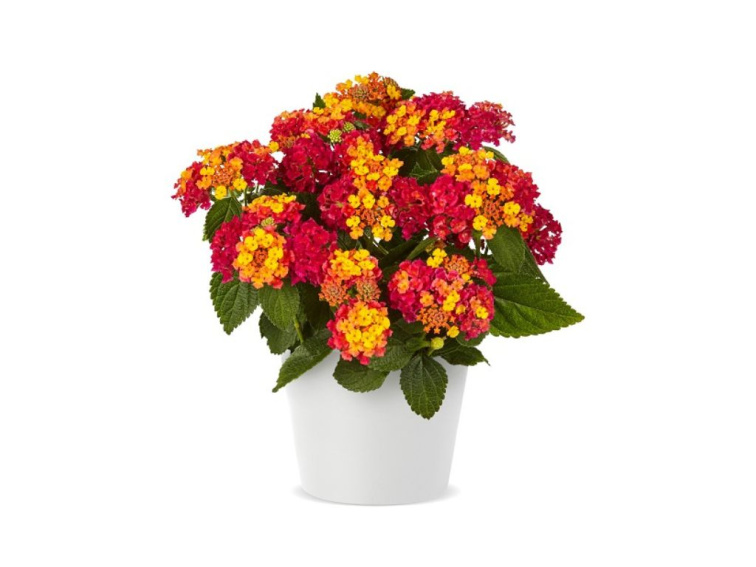 Lantana Lantropics Magenta