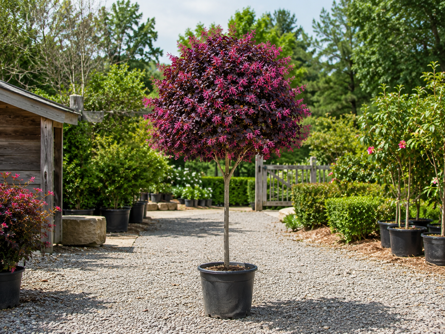 Loropetalum čínske Tuscan Red na 150-170 cm kmienku, výška 220-250 cm, kvetináč 45 l