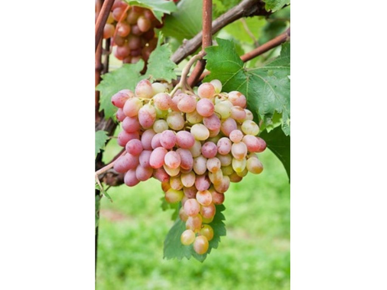 Vinič stolový St. Martin bezsemenný, balený koreň