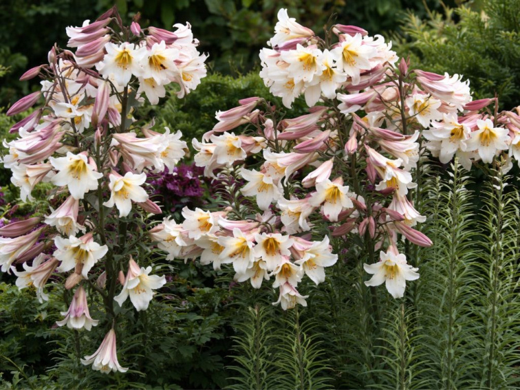 Ľalia regale, kvetináč 11 cm