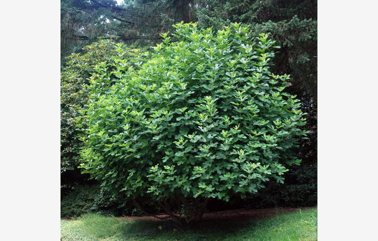 Figovník Gentile Bianco 60-100 cm, kont. 2 l