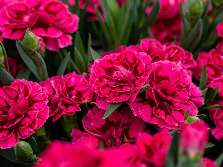 Klinček Oscar Purple Wings, kvetináč 9 cm