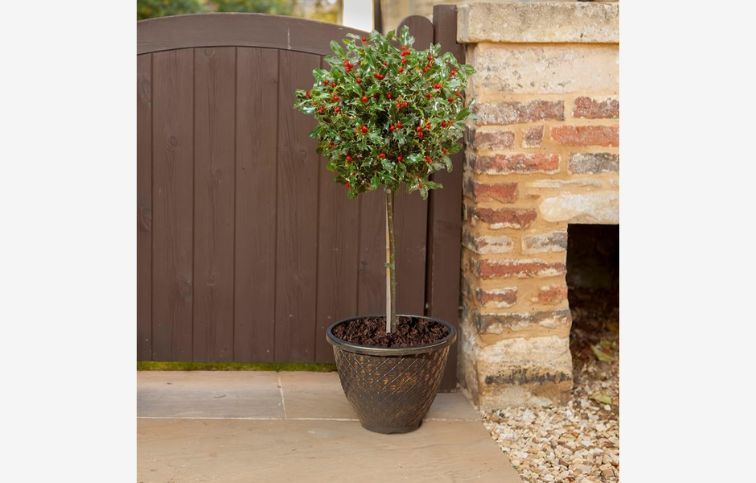 Cezmína modrá Blue Maid na kmienku, výška 40-50 cm, kont. p15