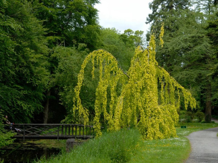 Buk lesný Aurea Pendula na kmienku, výška 140-170 cm, kvetináč 5 l