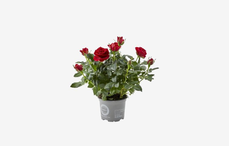 Ruža kríková Kordana Scarlet Mercedes, kont. p12