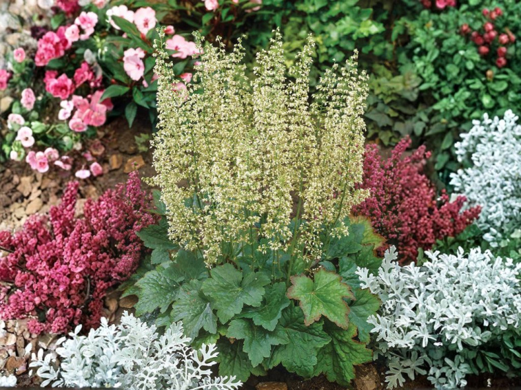 Heuchera villosa Macrorrhiza