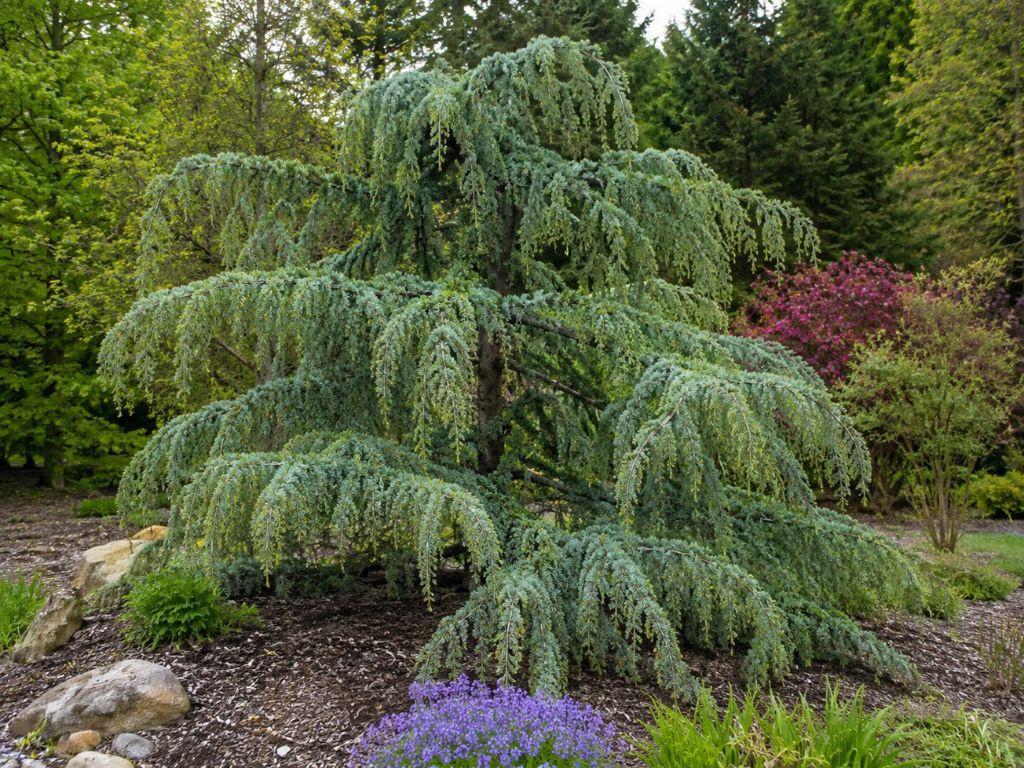 Céder himalájsky Prostrata, rozvetvený, výška 80-100 cm, kvetináč 20 l