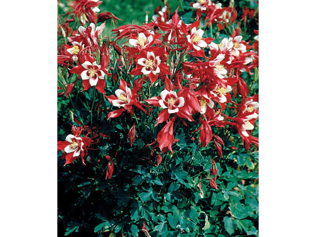 Orlíček obyčajný Crimson Star