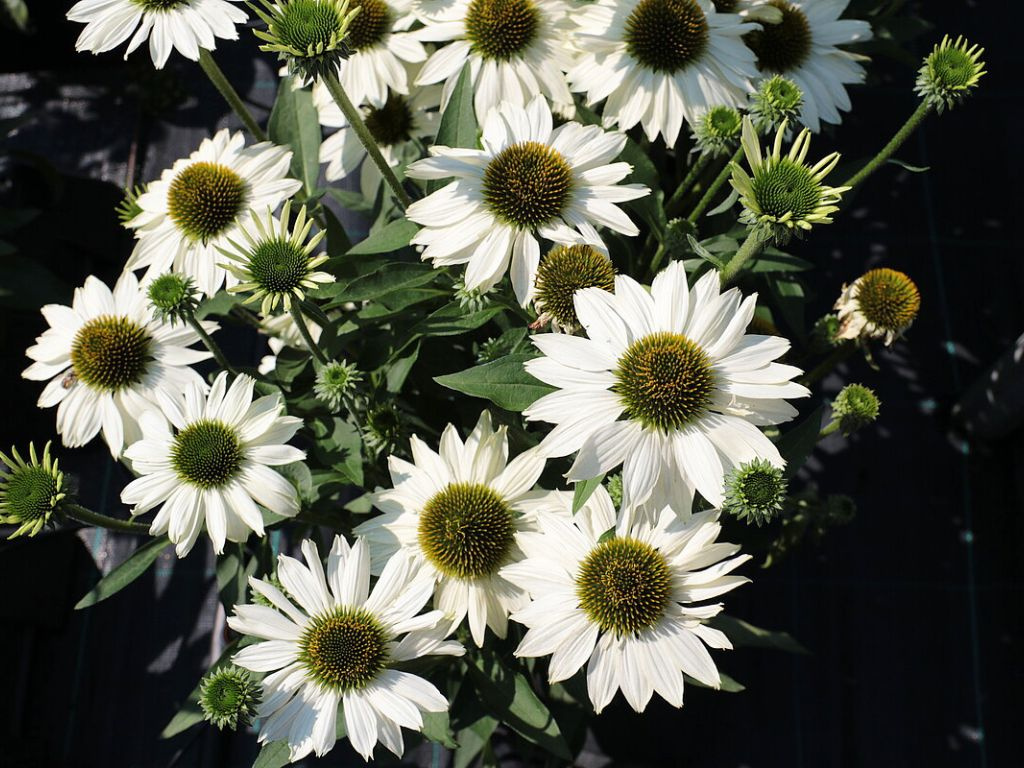 Echinacea purpurová Kismet White