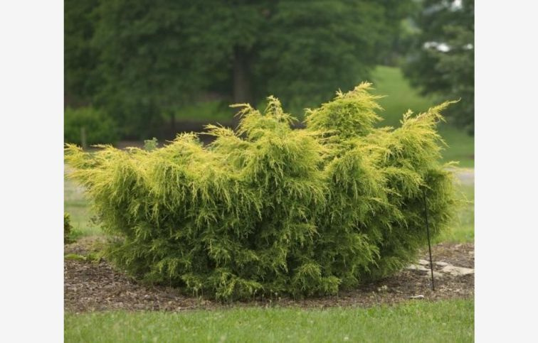 Borievka čínska Kuriwao Gold 80-100cm, priemer 80-100cm, kont. 35 l