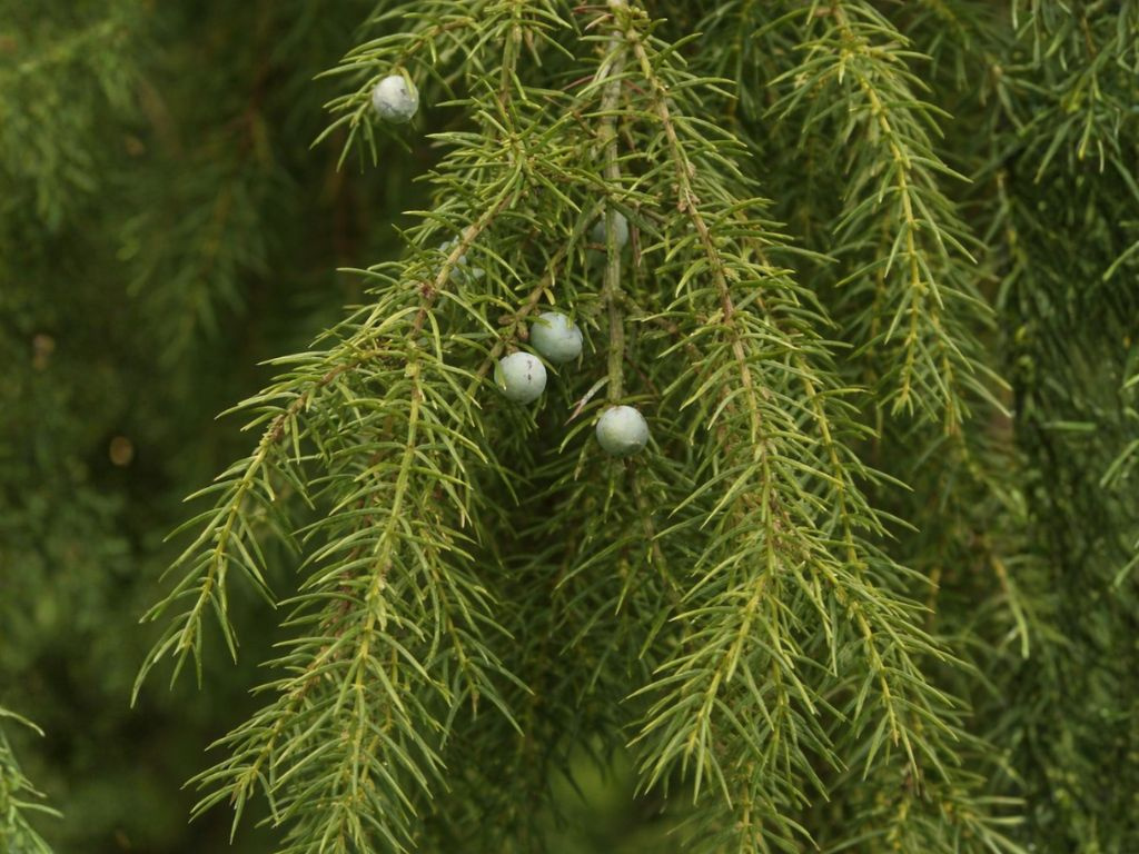 Borievka obyčajná Oblonga Pendula na kmienku, výška 50-60 cm, kvetináč 5 l