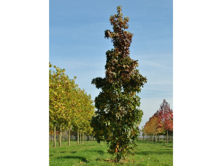 Ambrovník styraxový Slender Silhouette, výška 90-120 cm, kvetináč 3 l