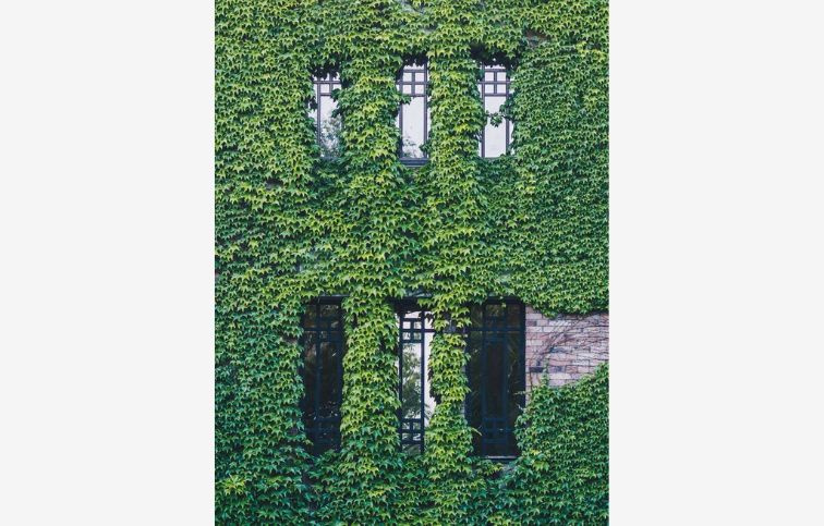 Brečtan popínavý Hibernica, kont. p9