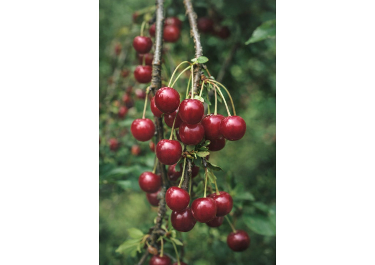 Višňa Kelleris 16, podp. Colt, voľnok.