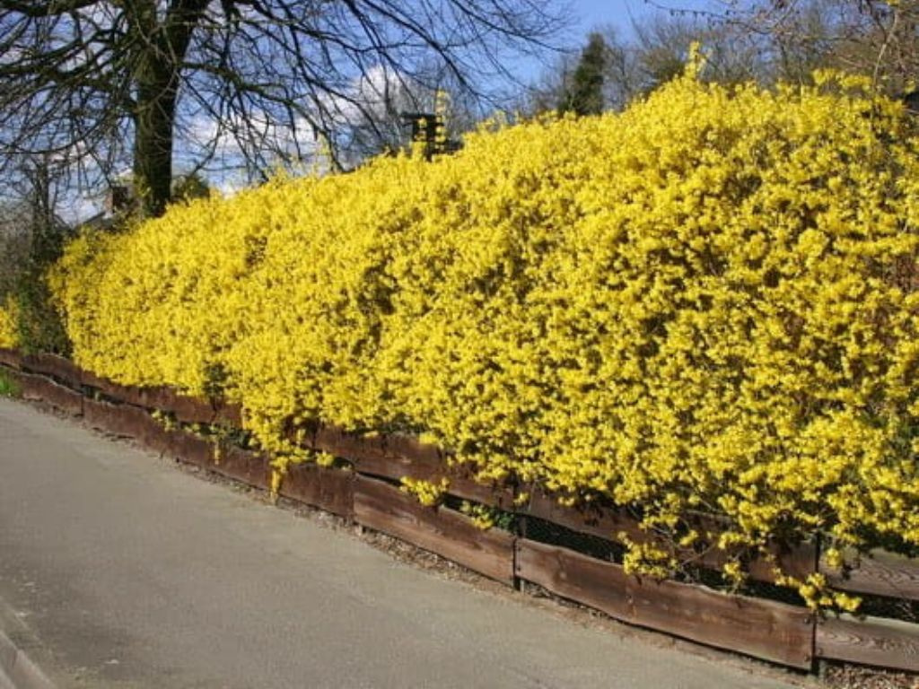 Zlatovka prostredná Lynwood, výška 60-100 cm, kvetináč 5 l