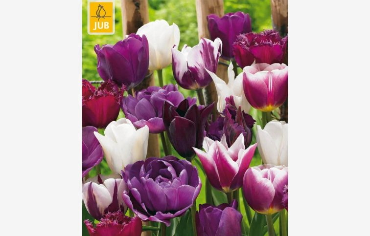 Tulipán Blueberry MIX 35 ks v balení