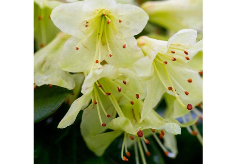 Rododendron Shamrock, výška 20-30 cm, kvetináč 17 cm