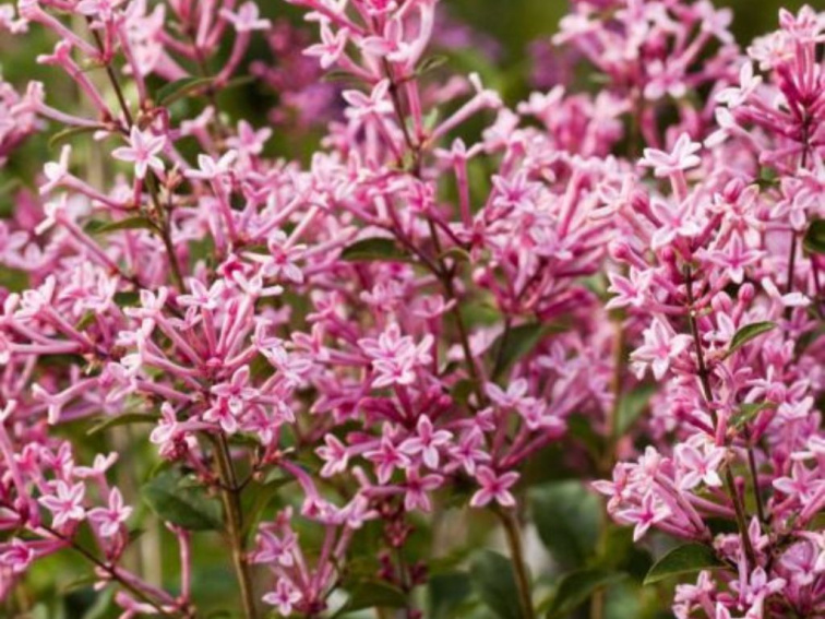 Orgován Pink Perfume na 60 cm kmienku, výška 90-110 cm, kvetináč 19 cm