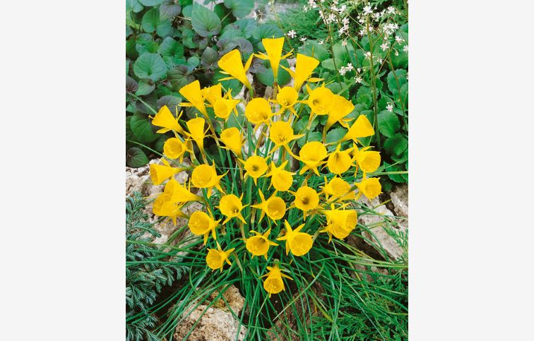 Narcis Golden Bells 5 ks v balení