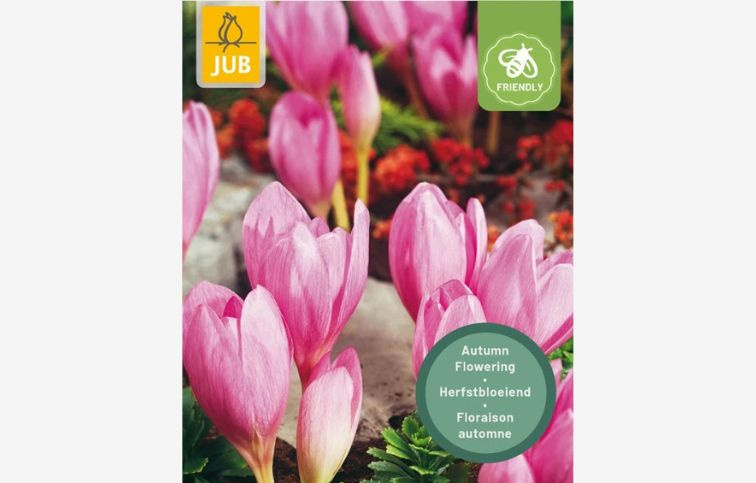 Jesienka The Giant 1 ks v balení