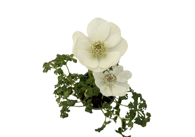 Veternica Harmony White, kvetináč 10,5 cm