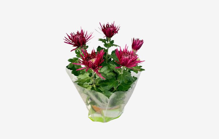 Chryzantéma Anastasia cyklámenová, kont. p15